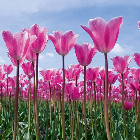 Tulpen, Blumen, Pink, Stängel, Feld