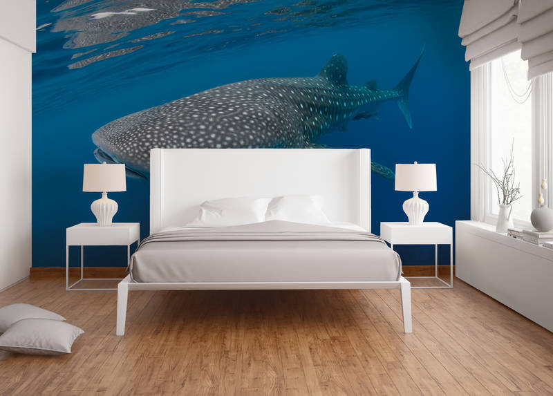 Whale shark wallpaper, underwater mural, white bed, king-size bed, wooden floor
