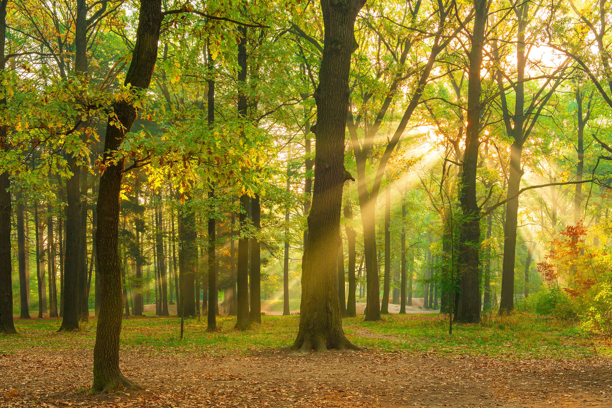 Wald, Sonnenstrahlen, Baum, Herbst, Park