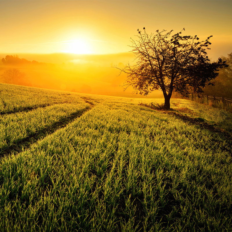 feld, sonne, baum, landscape, grasfeld