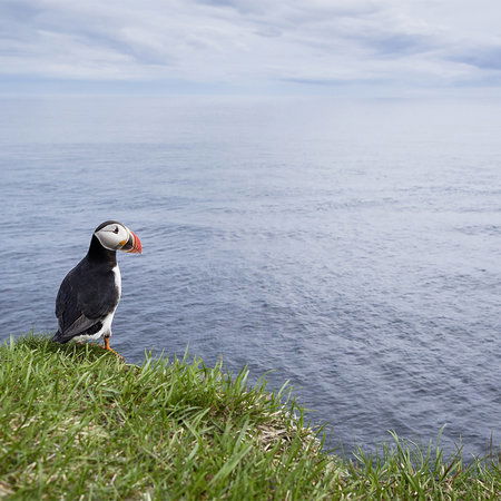         Papier peint Puffin sur la rive
    