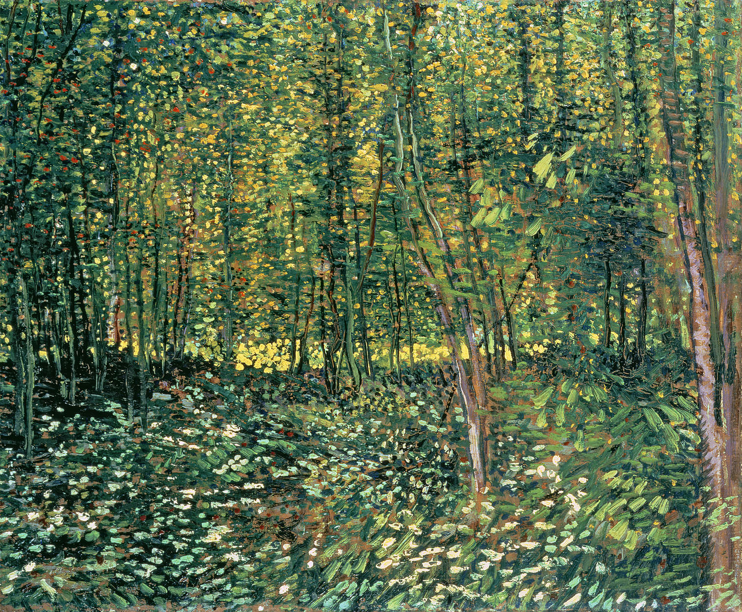 Impressionistischer Wald, Wald, grünes Laub, gesprenkeltes Licht, Unterholzpflanzen