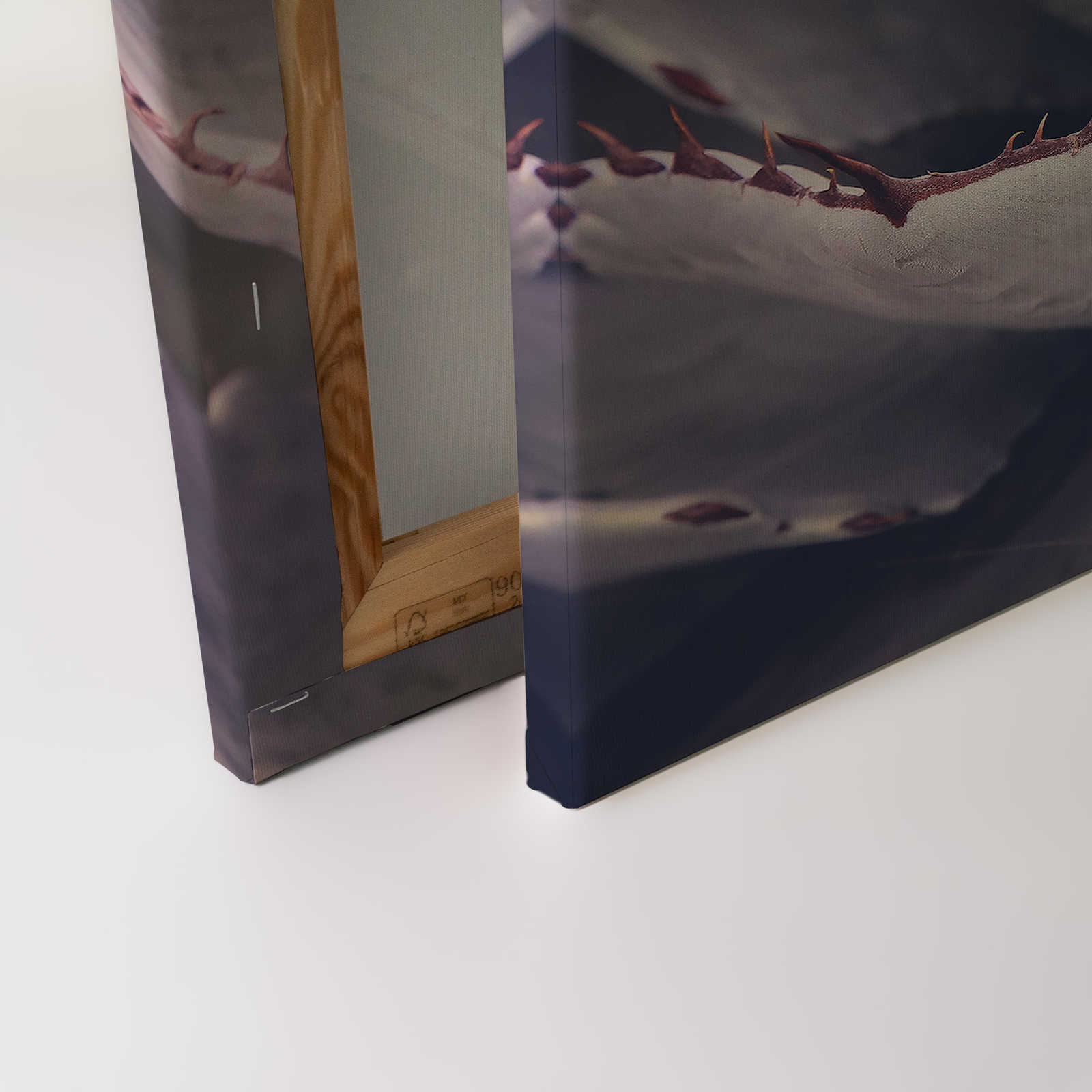             Leinwandbild mit Nahaufnahme von einem Kaktus – 0,90 m x 0,60 m
        