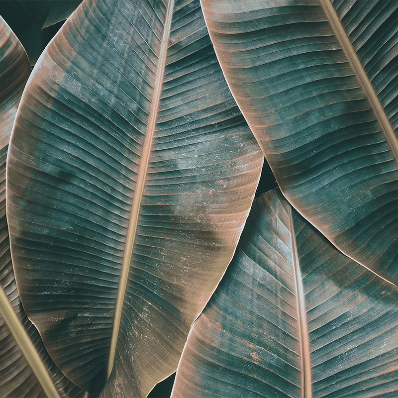 Blatt, Pflanze, große Blätter, Banana-Blatt