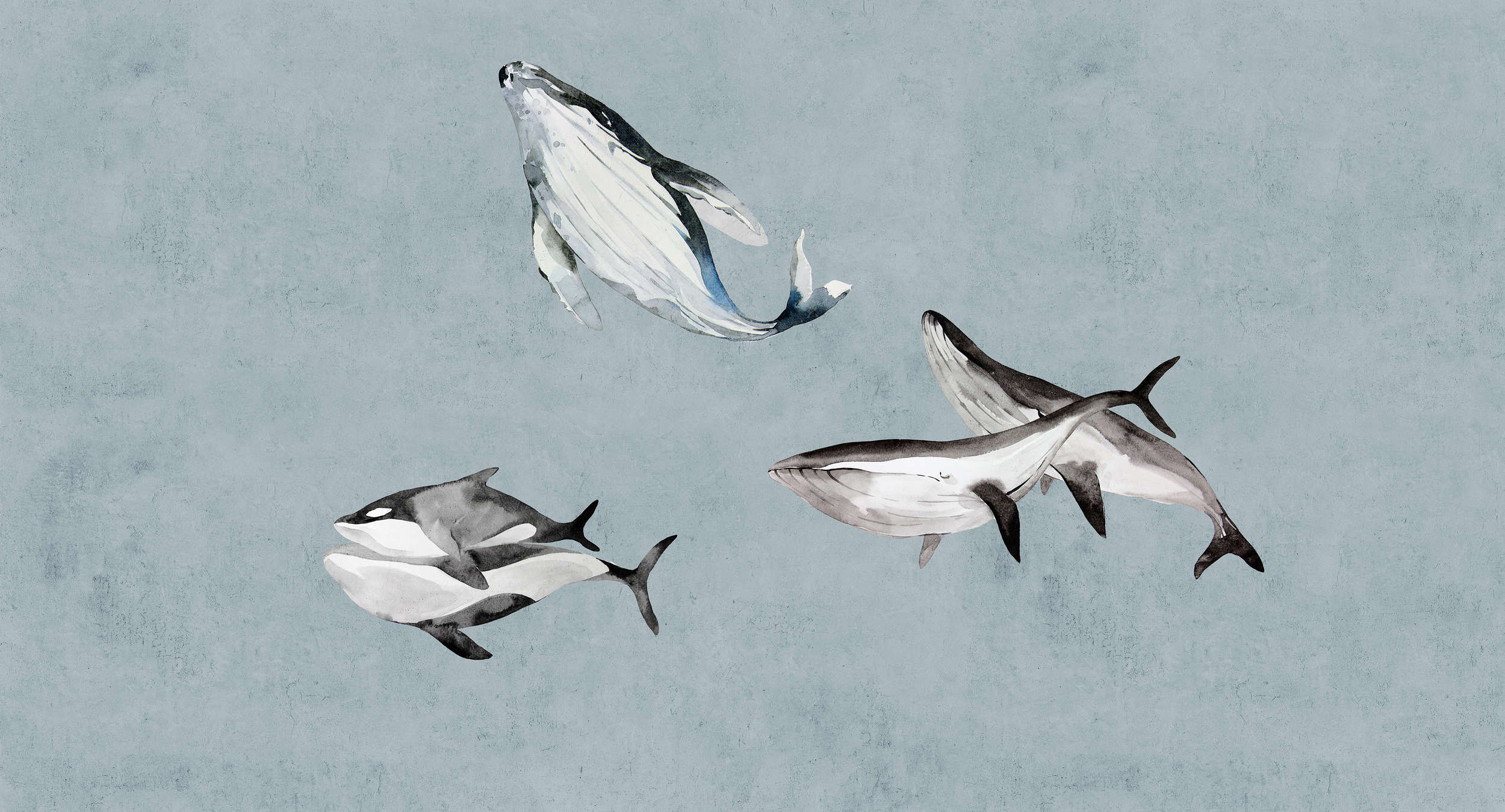 Tier, Vogel, Fliegend, Leben im Meer, Hai