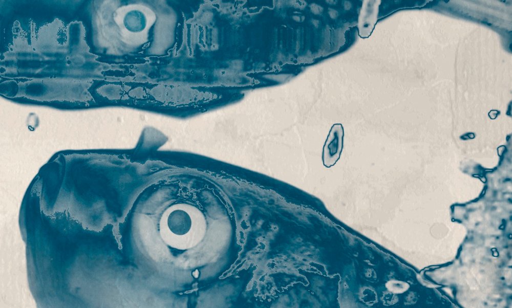 fisch, aquarium, blau, schuppen, auge
