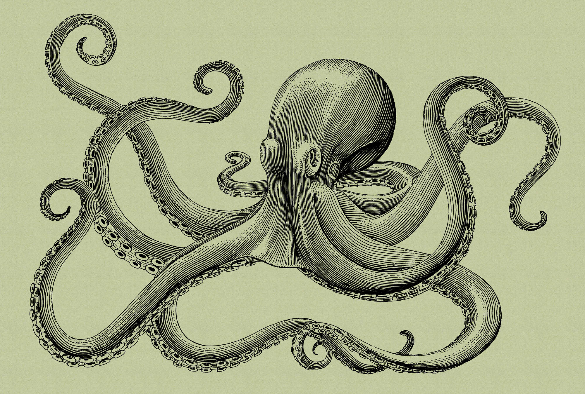 Tier, Leben im Meer, Oktopus, Reptil, Schlange