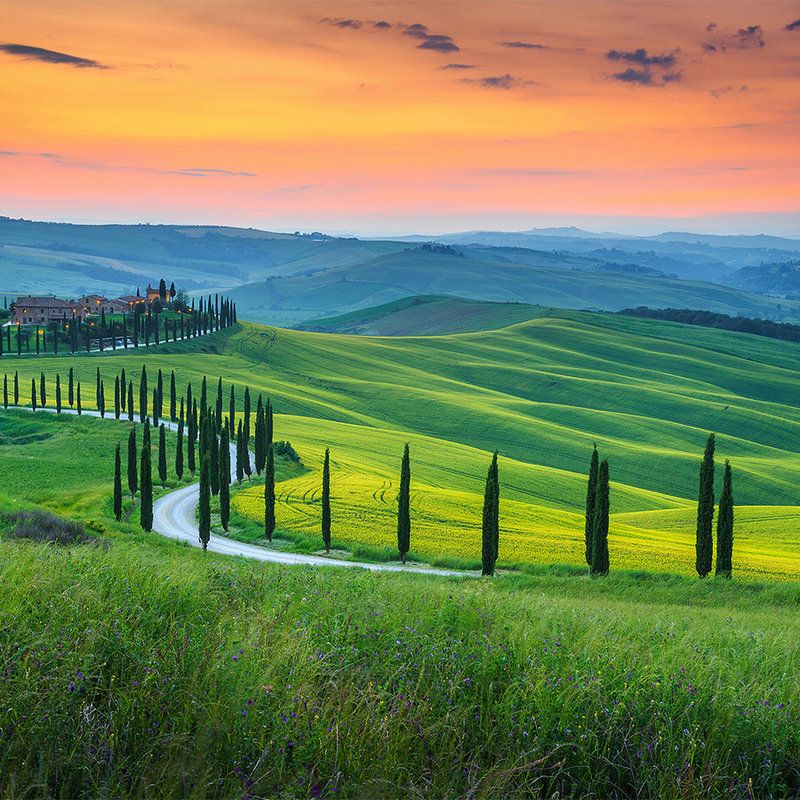             Toscane in de zonsopgang muurschildering - groen, oranje, geel
        