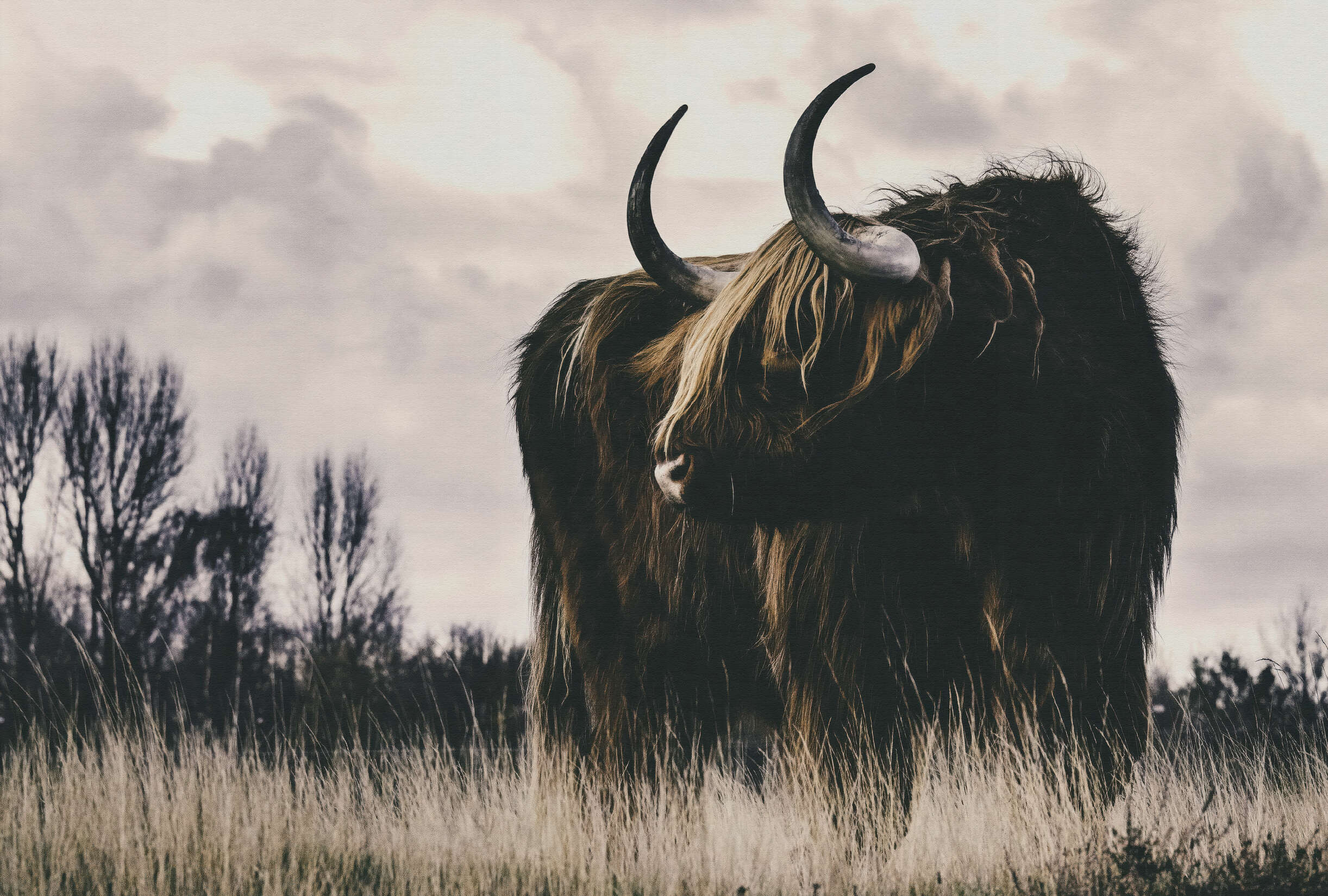 Stier, Säugetier, Rinder, Vieh, Kuh