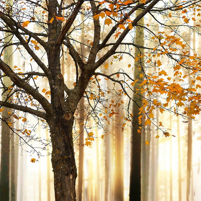         livingwalls Fototapete XXLwallpaper 3
    