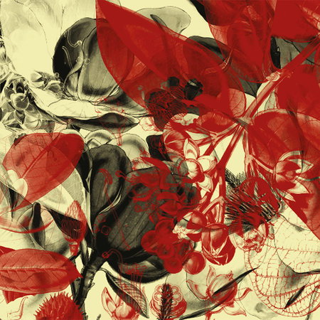 Blumen, Blüten, Pflanzenmuster, Rot, Schwarz