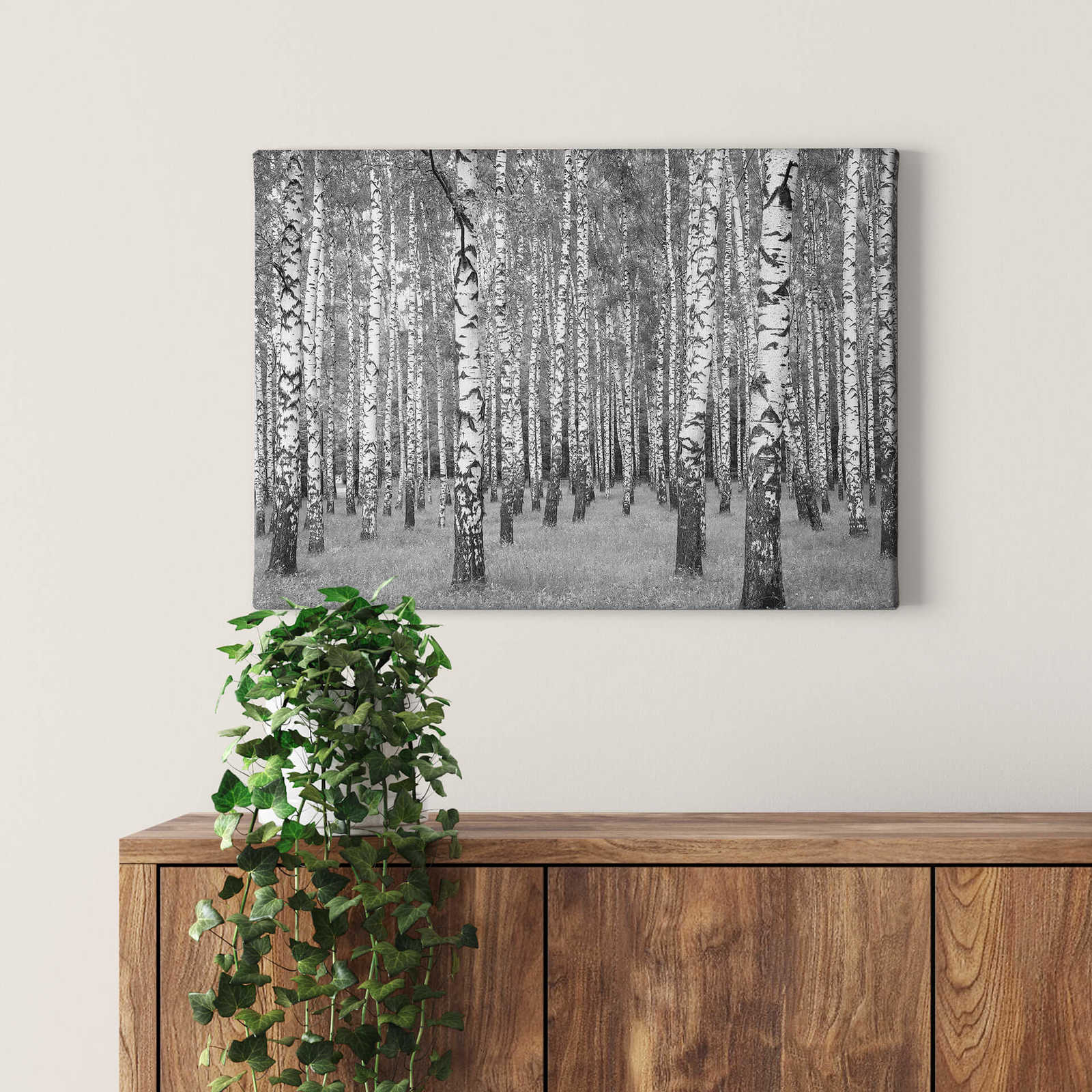 Birkenwald Leinwandbild Schwarz-Weiß – 0,70 m x 0,50 m