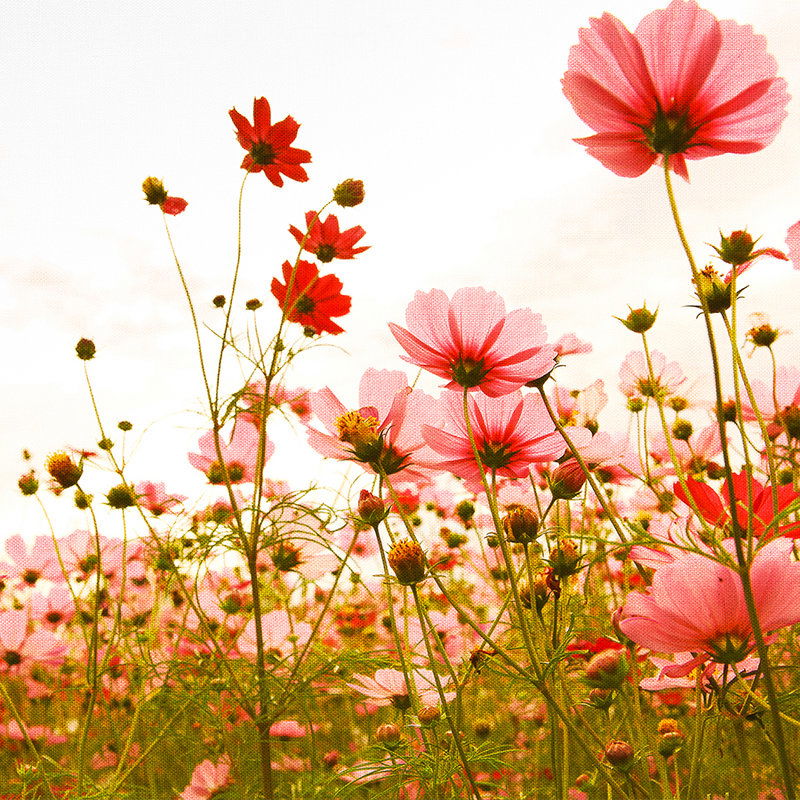         Blumenwiese im Frühling – Rosa, Grün, Weiß
    