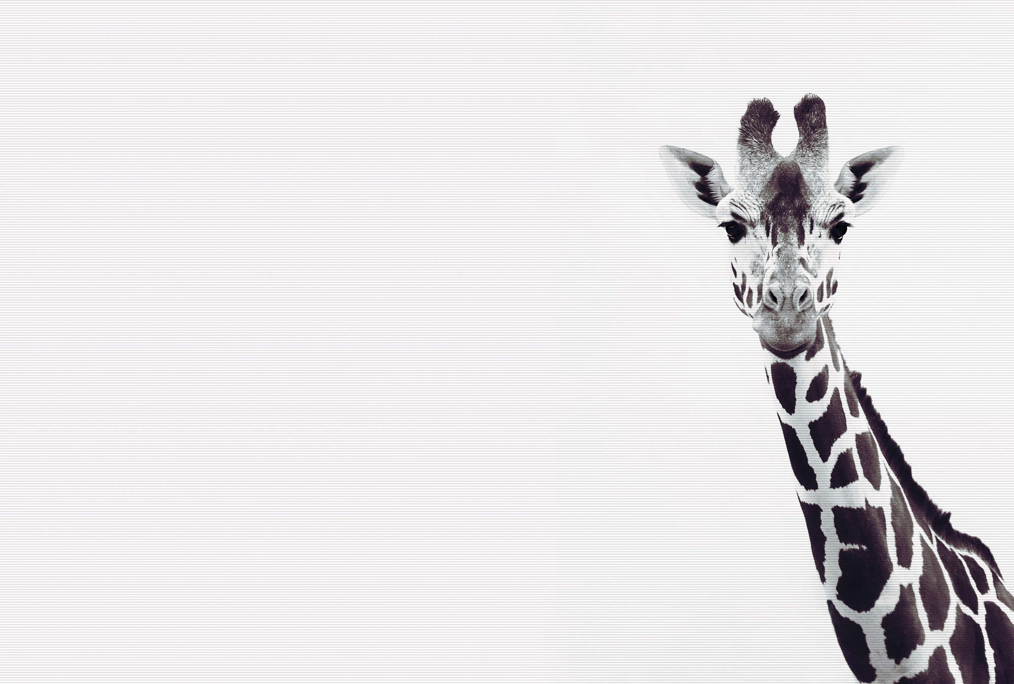 Giraffe, Muster, Tier, Zoo-Tier, Halsmuster