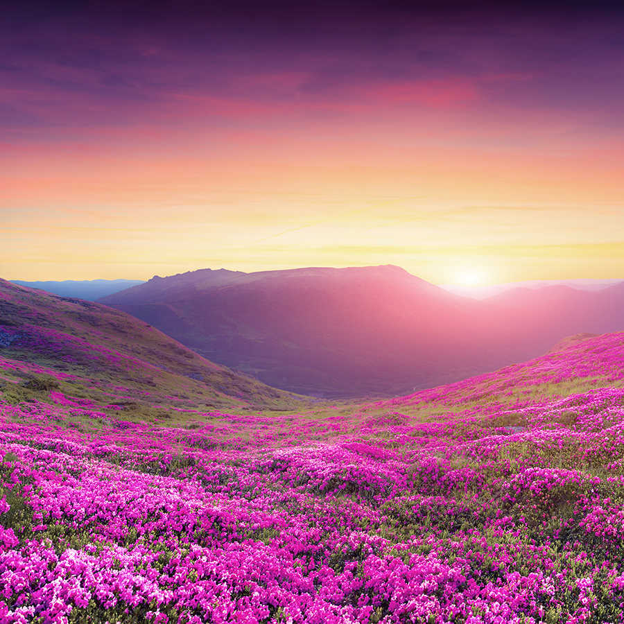 Landschaft, Blumen, Berglandschaft, Frühlingsfarben, Sonnenuntergang