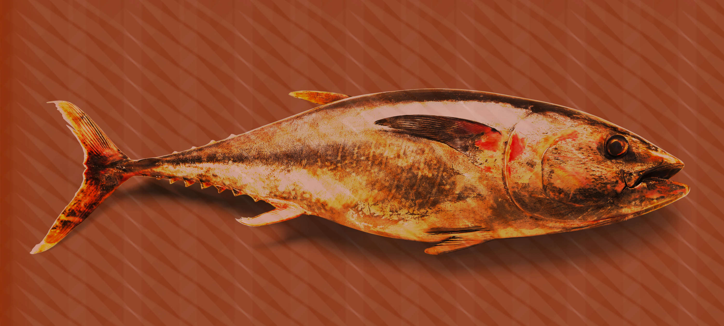 Tier, Fische, Leben im Meer, Thunfisch, Bonito