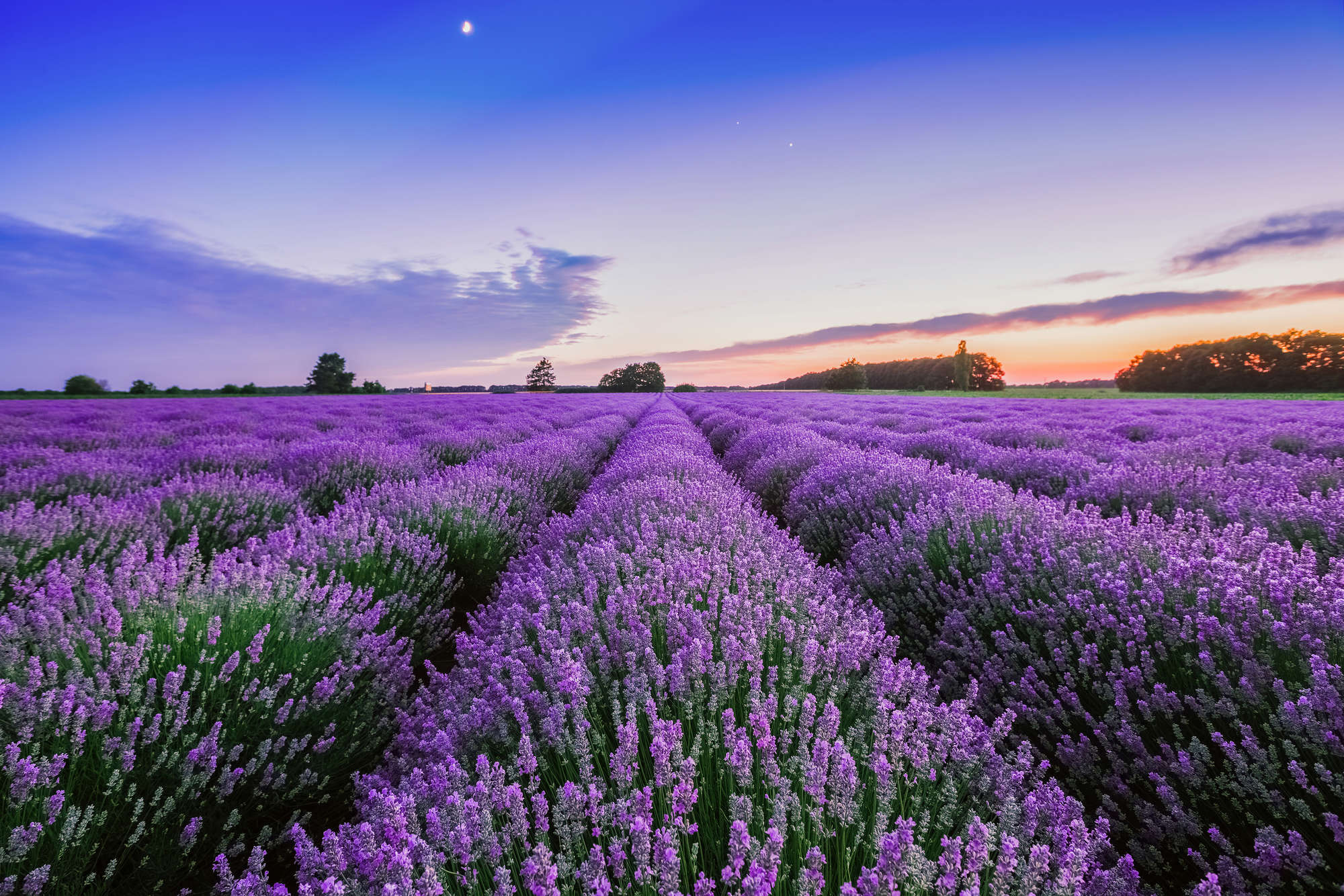 Lavendel-Feld, Lavendelreihe, Lila Blüten, Sommerlandschaft, Landschaftsfoto