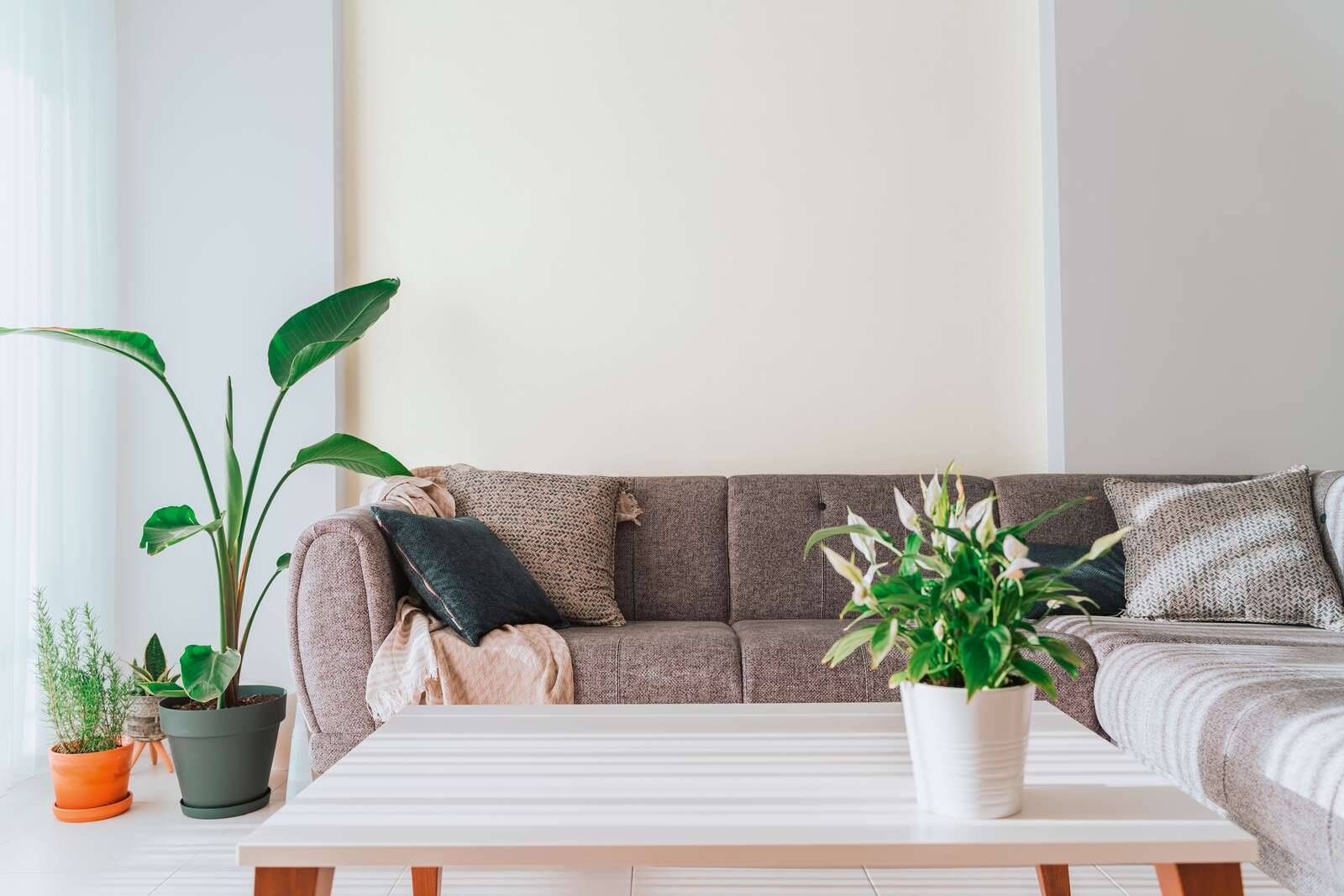 sofa, couch, Wohnzimmer, Pflanze, Couchtisch