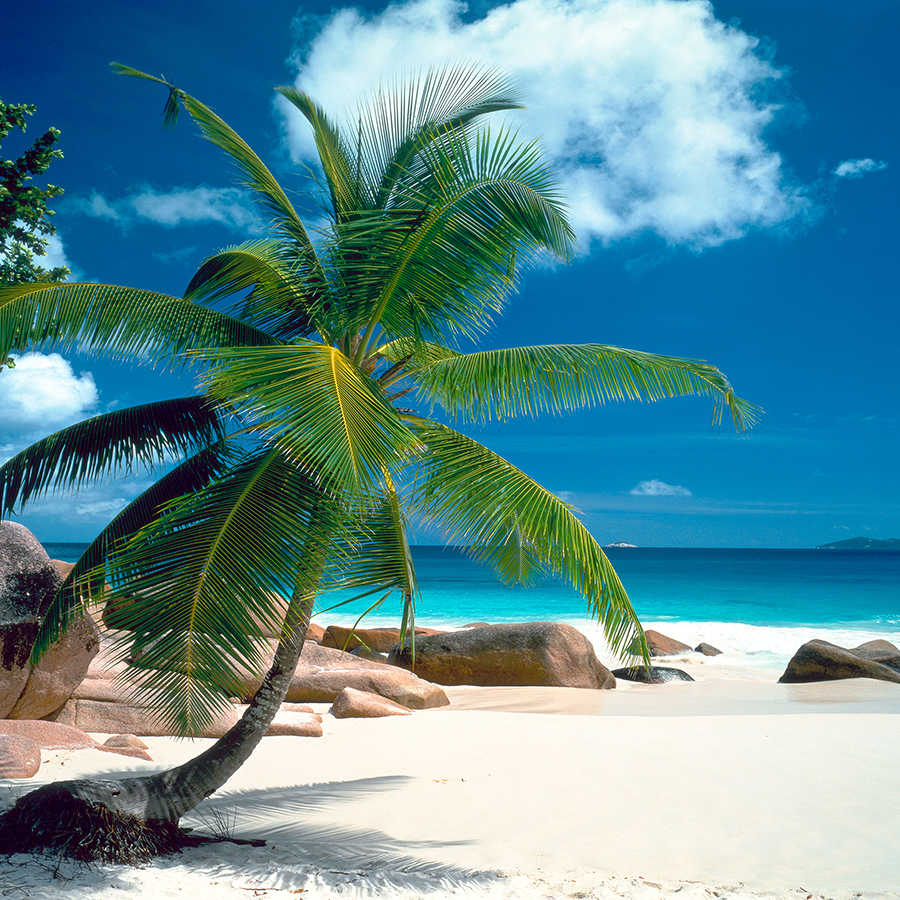 Palme, tropischer Strand, blauer Himmel, weißer Sand, Meer