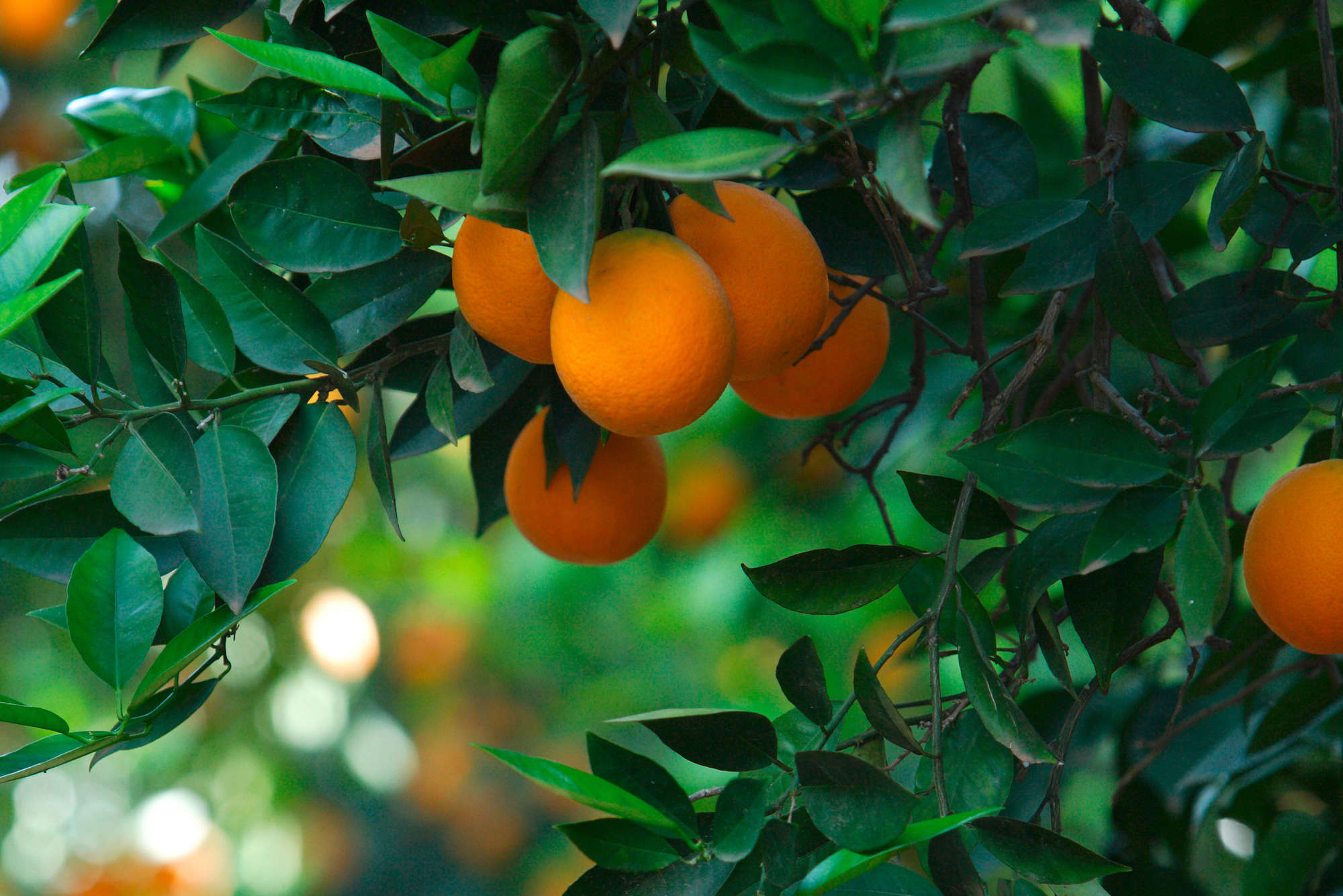 Orangen, Zitrus, Fruchtbaum, Obstbaum, Orangenbaum