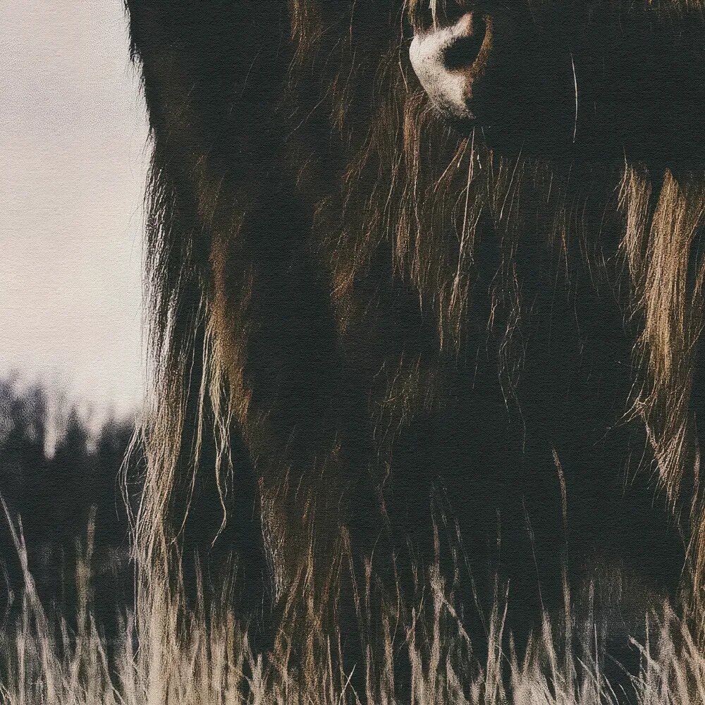 Tier, Büffel, Säugetier, Tierwelt