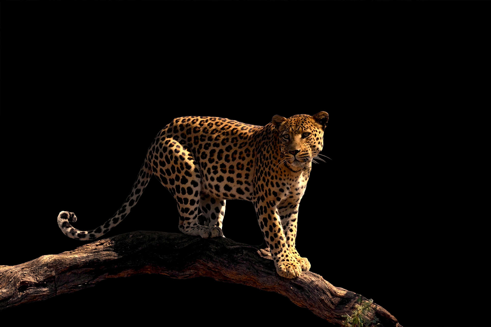 Leopard, Wildkatze, Tier, Fellmuster, auf einem Ast