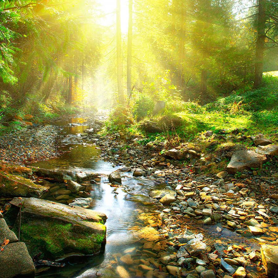 Bach, Natur, Draußen, Streamen, Sonnenlicht