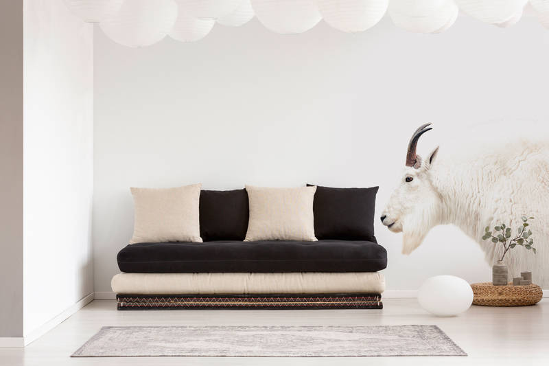             Wit fotobehang met geitenportret in XXL design
        