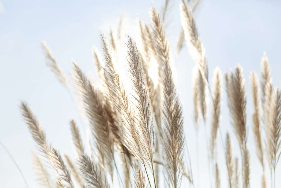             Luftige Pampasgras-Fototapete - Natürliche Eleganz mit sanftem Lichtspiel als Vliestapete – Bunt
        
