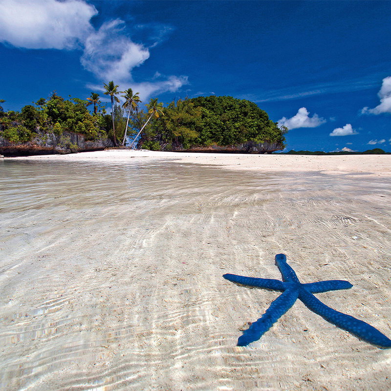 Seestern, Blauen Seestern, Strand, Sand, Wasser