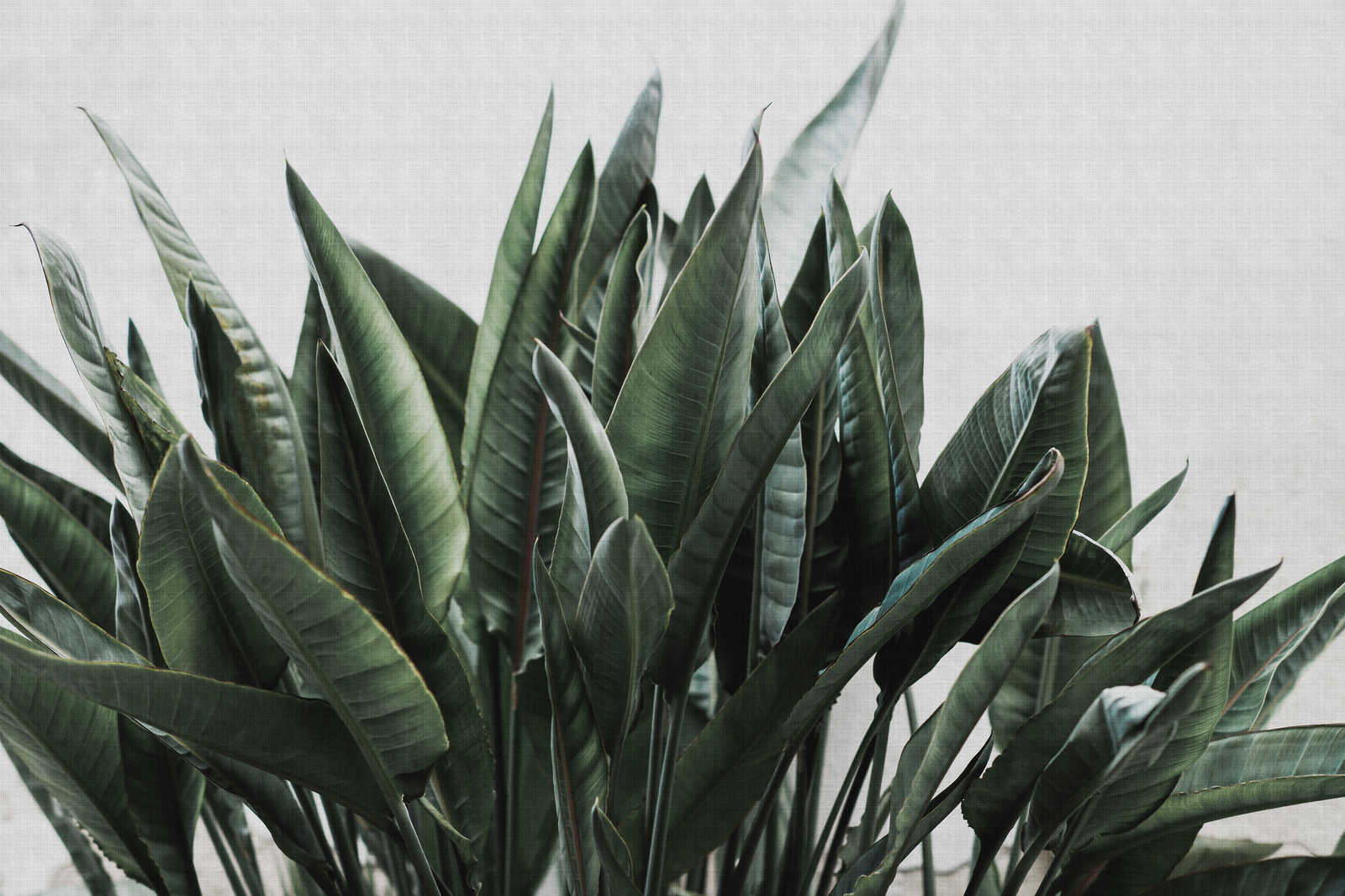             Urban jungle 2 - Palmenblätter Leinwandbild, naturleinen Struktur exotische Pflanzen – 0,90 m x 0,60 m
        