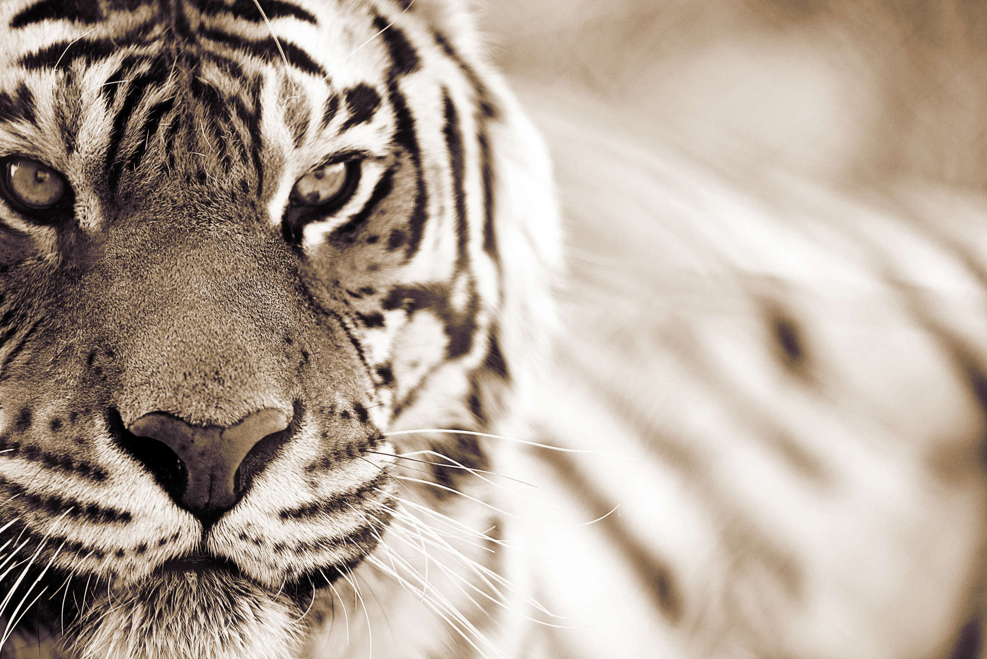 Tiger, Tigerfell, Streifen, Nahaufnahme, Maul