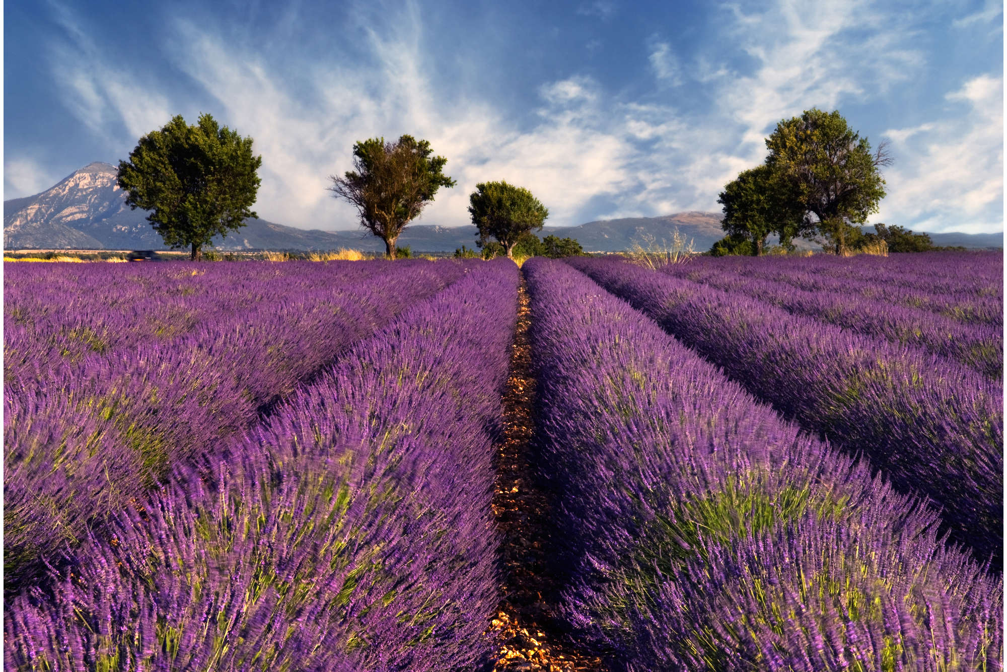            Natur Fototapete Feld mit Lavendel – Premium Glattvlies
        