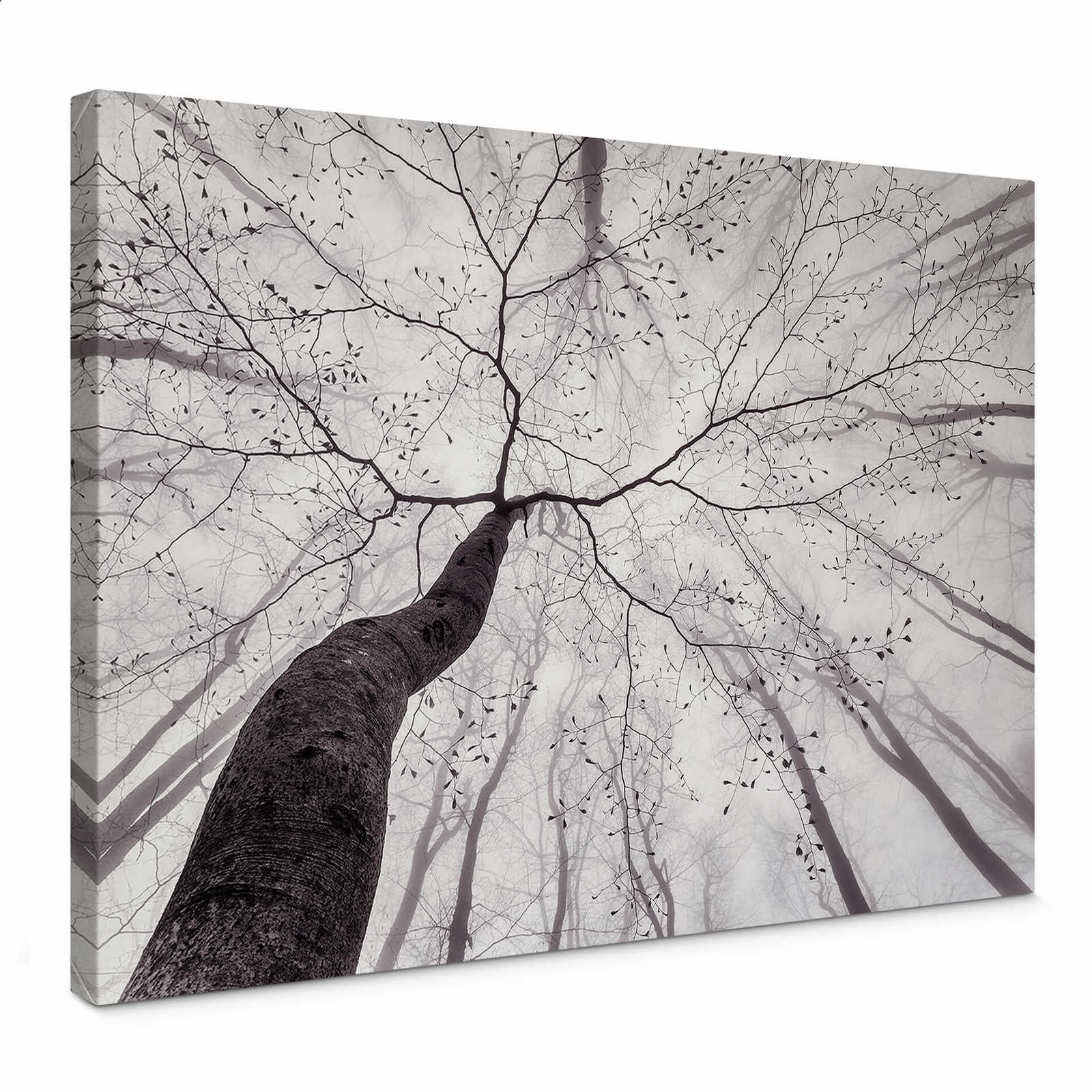         Tableau noir et blanc sur toile Pointes d'arbres dans la brume - 0,70 m x 0,50 m
    