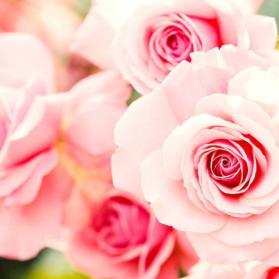 Rosen, Rosensträußchen, Rosa, Blumen, Blüten