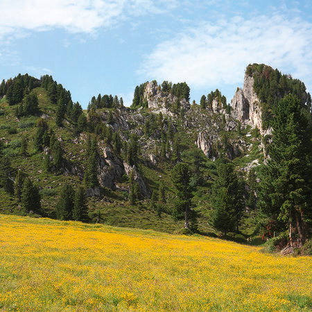 Wiesenfeld, Sommerfeld, Waldlandschaft, Felsformation, Gelbmeer