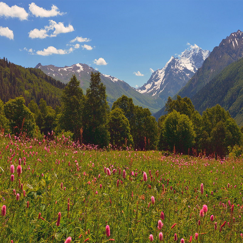 berge, wiese, pinkblumen, wald, berge_im_hintergrund