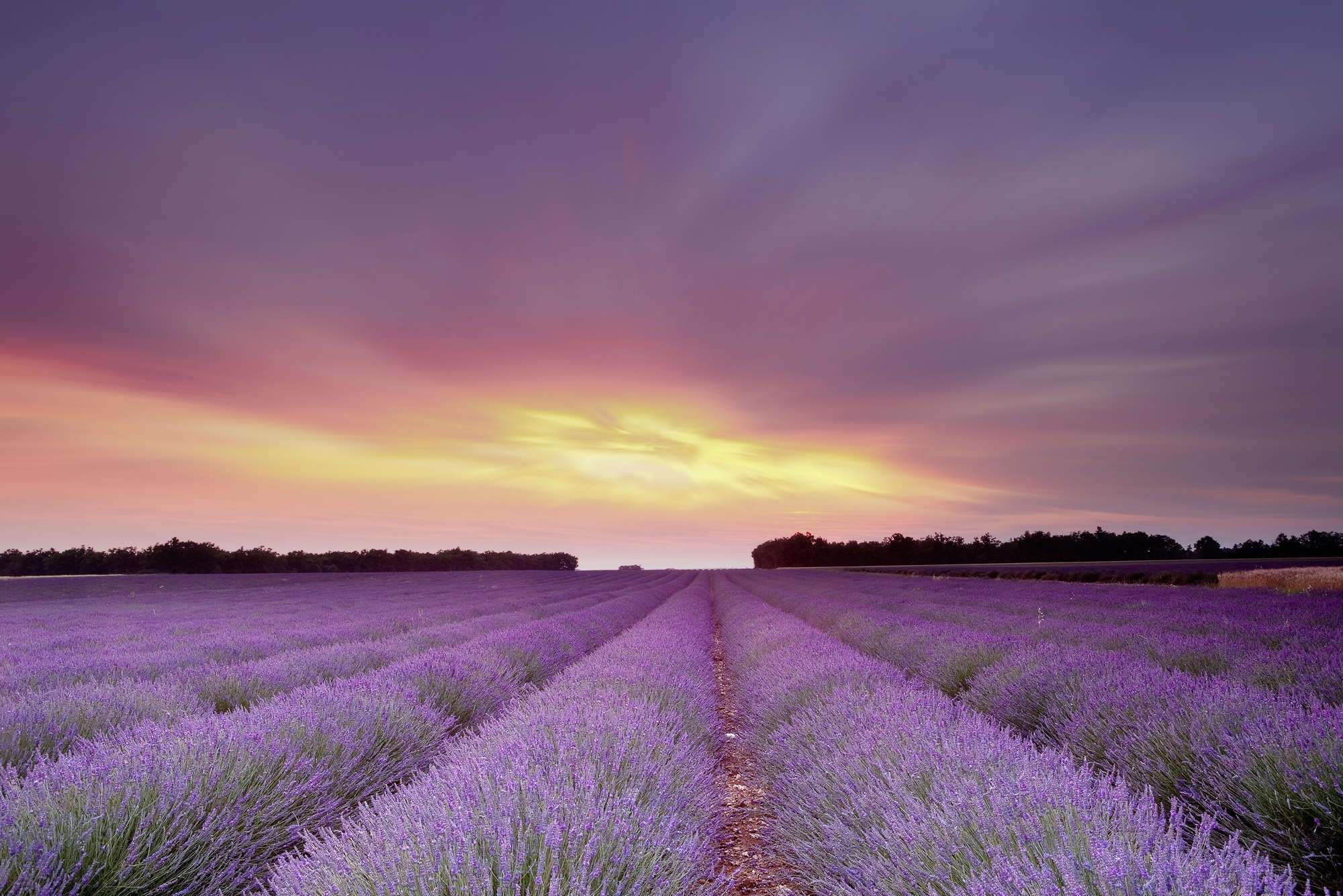 lavendel feld, lavendel reihen, lila blüten, sonnenuntergang himmel, feld horizon