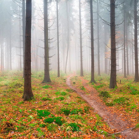         Wald Fototapete Fichten im Nebel & Wanderpfad
    
