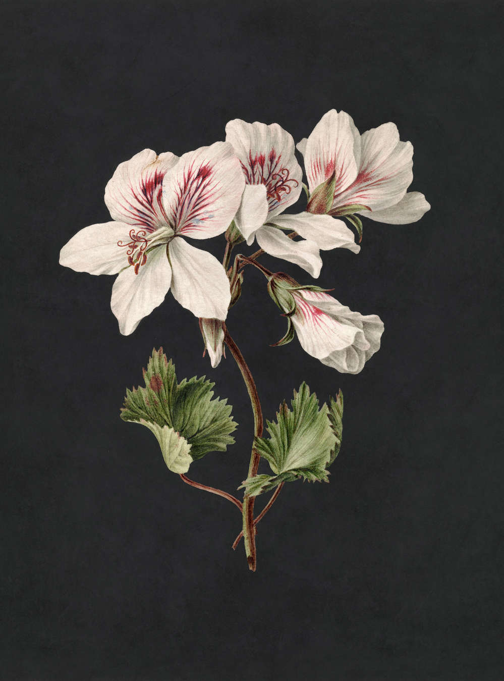 Blume, Geranie, Pflanze, Eine andere
