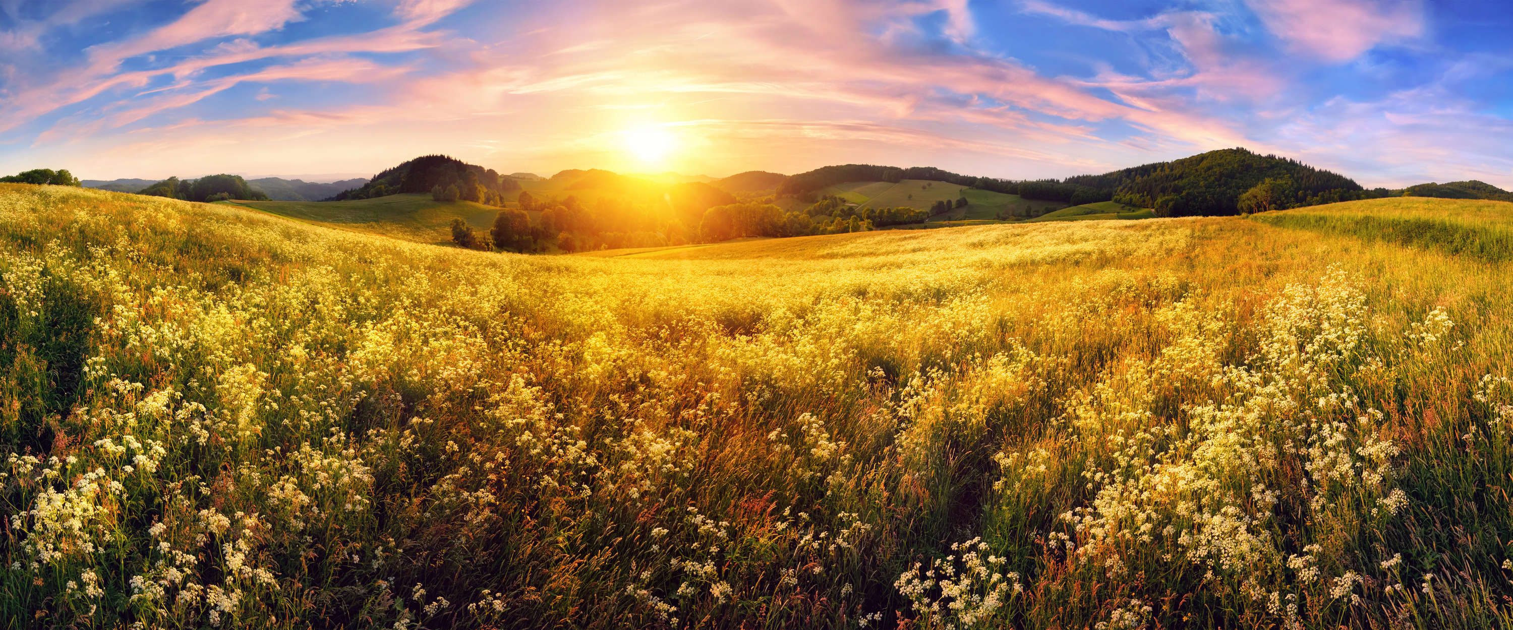 blumenwiese, feld, sonnenuntergang, landschaft, hügel