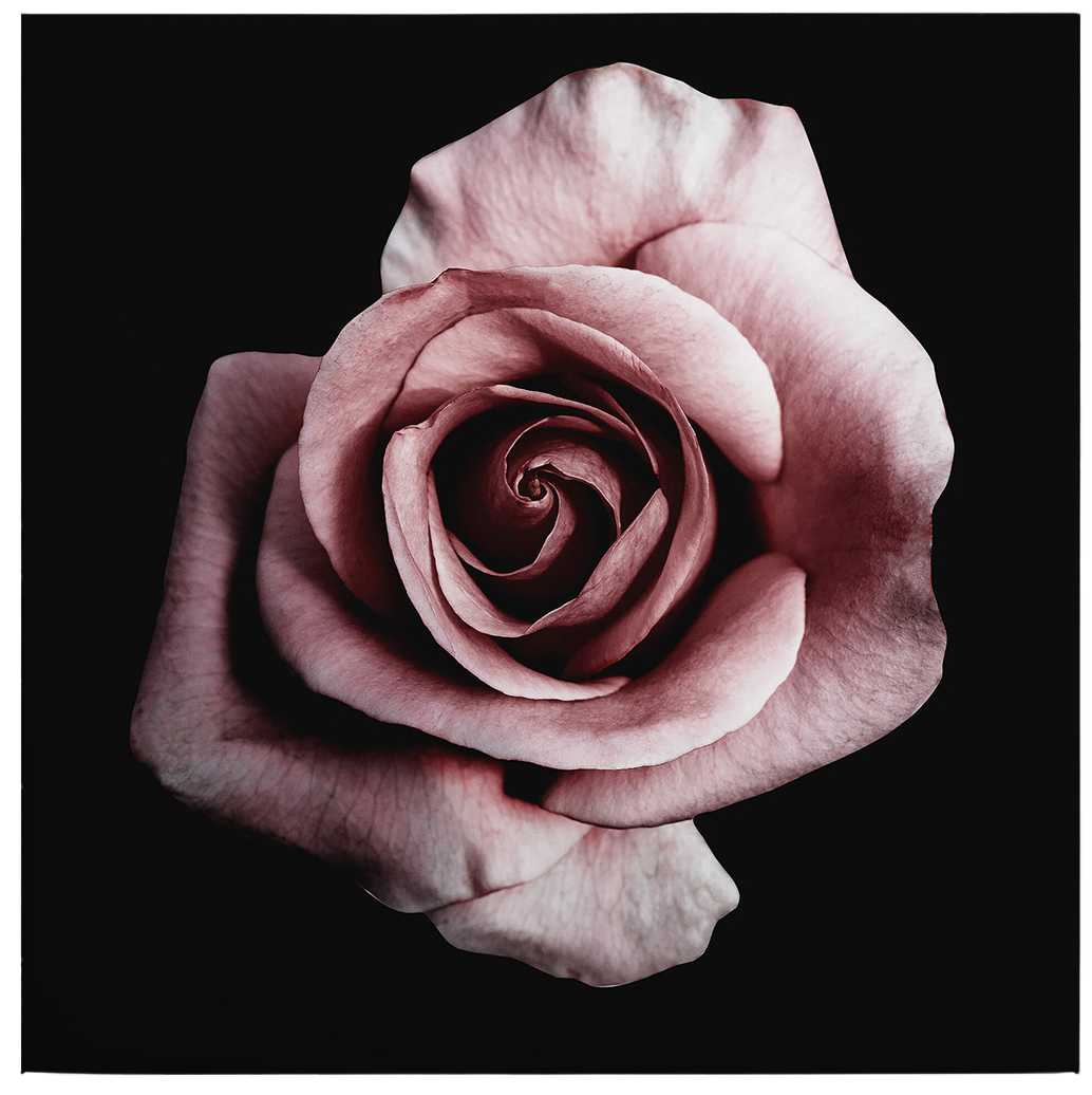 Leinwandbild Rosenblüte romantisches Blütenbild – 0,50 m x 0,50 m