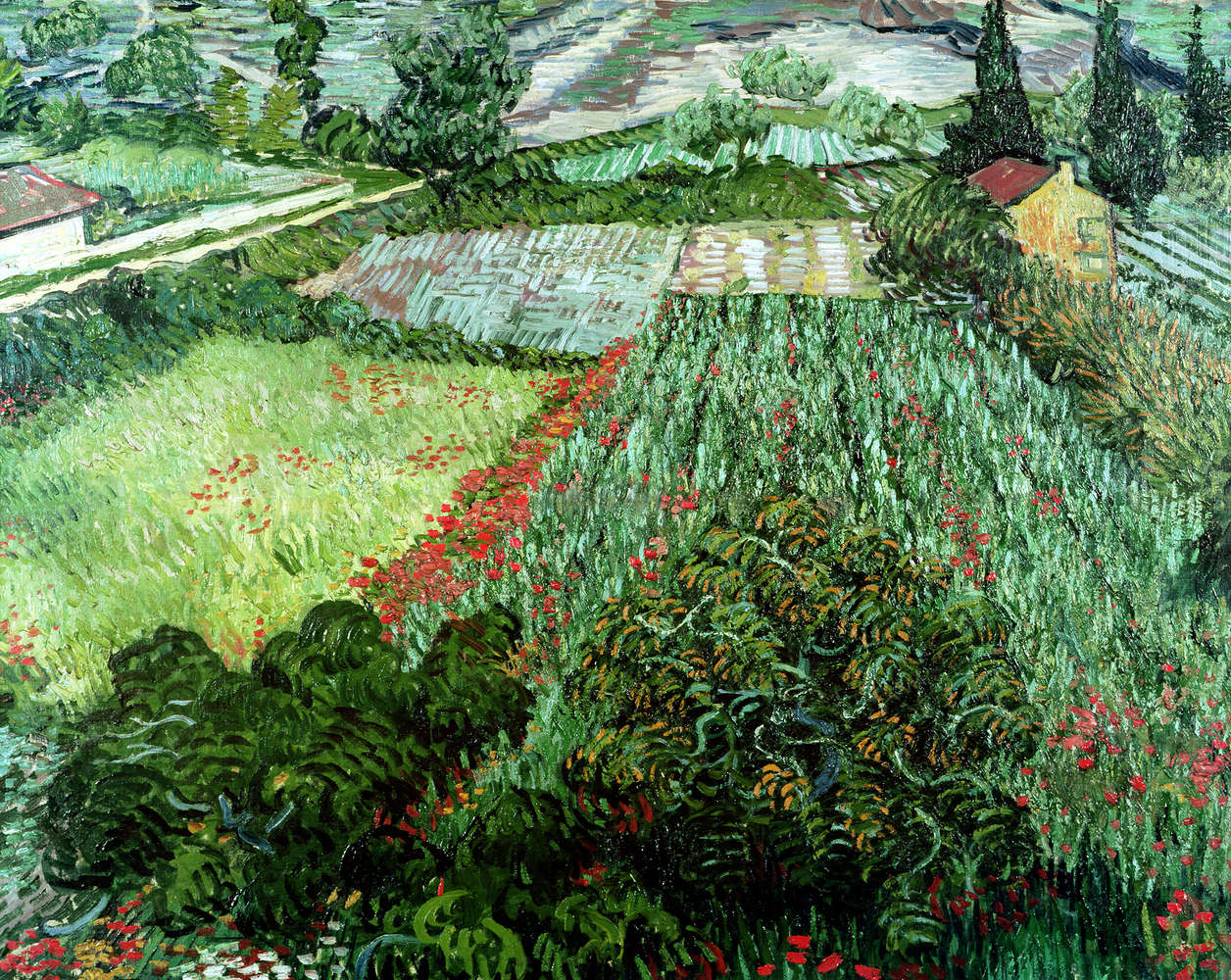             Fototapete 'Feld mit Mohnblumen' von Vincent van Gogh
        