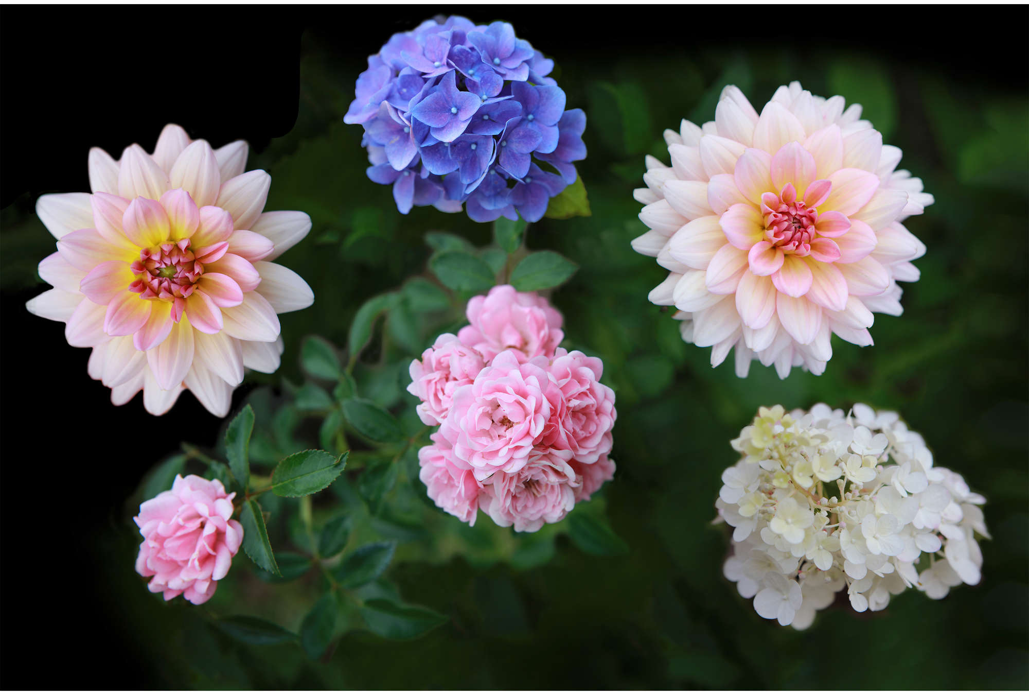Blumen, Rosen, Dahlie, Hydrangea, Blütenpracht