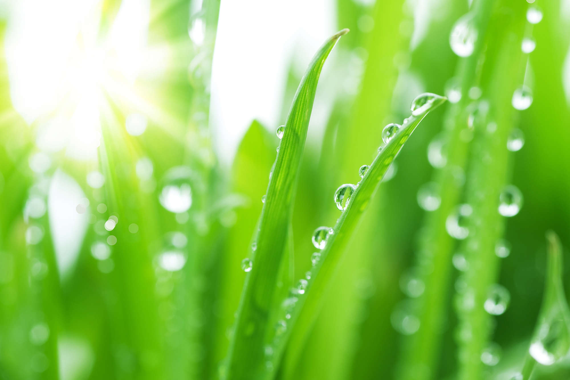             Natur Fototapete Grashalme mit Morgentau auf Premium Glattvlies
        