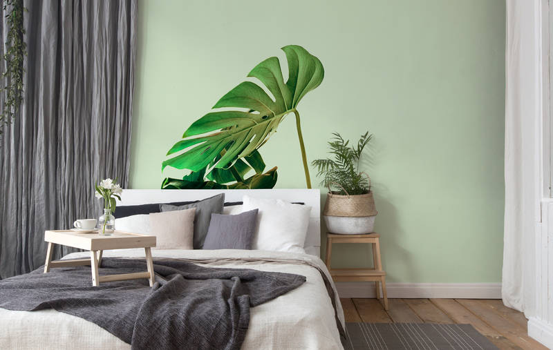 bett, wohnzimmer, pflanze, grüne wand, deko