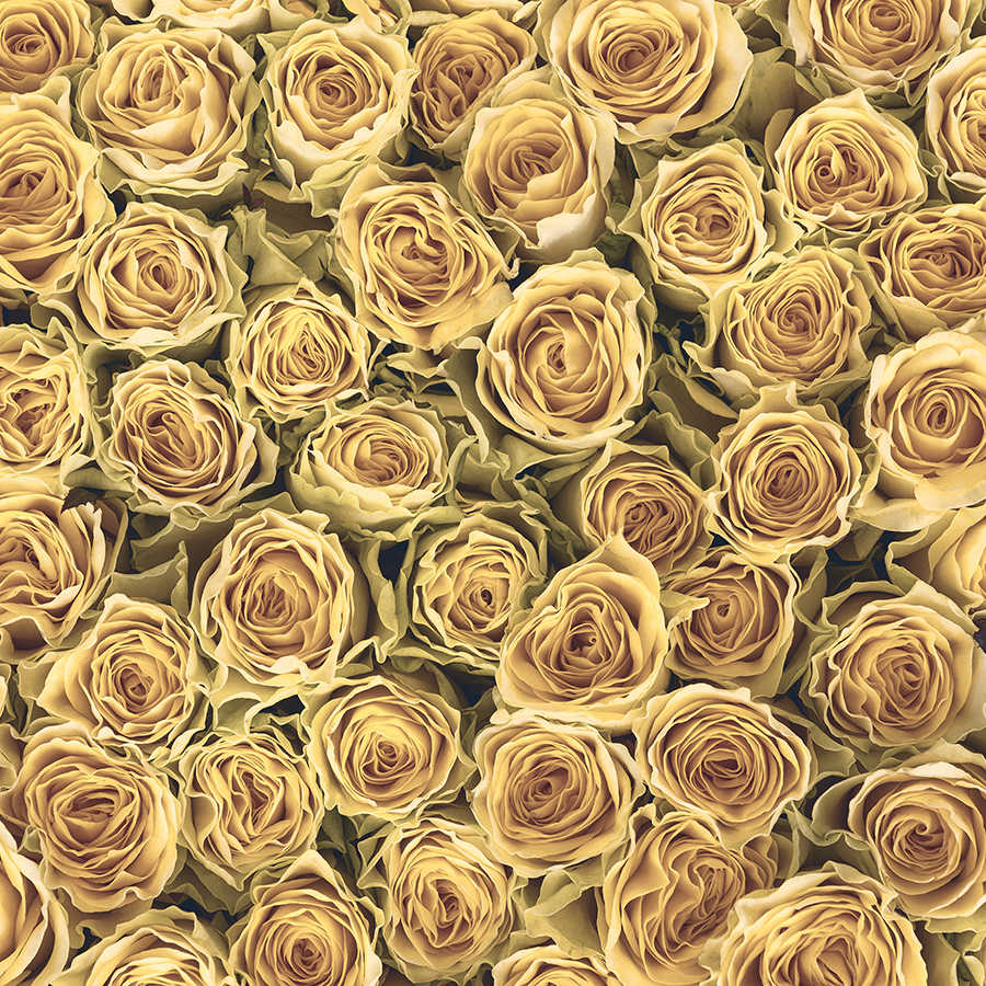 rosen, blumen, blüten, cremefarben, gelb