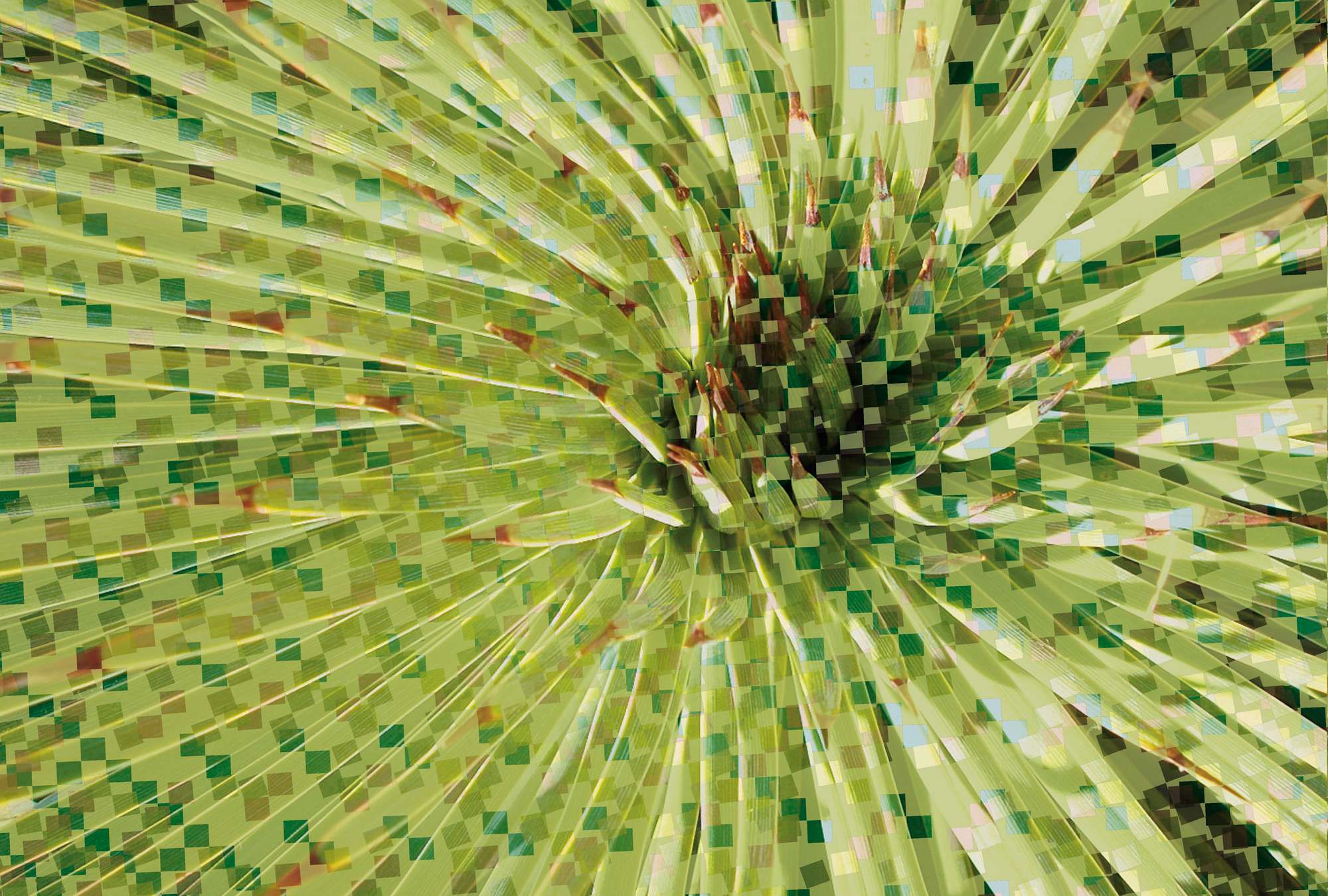 pflanze, grün, blatt, blätter, natur