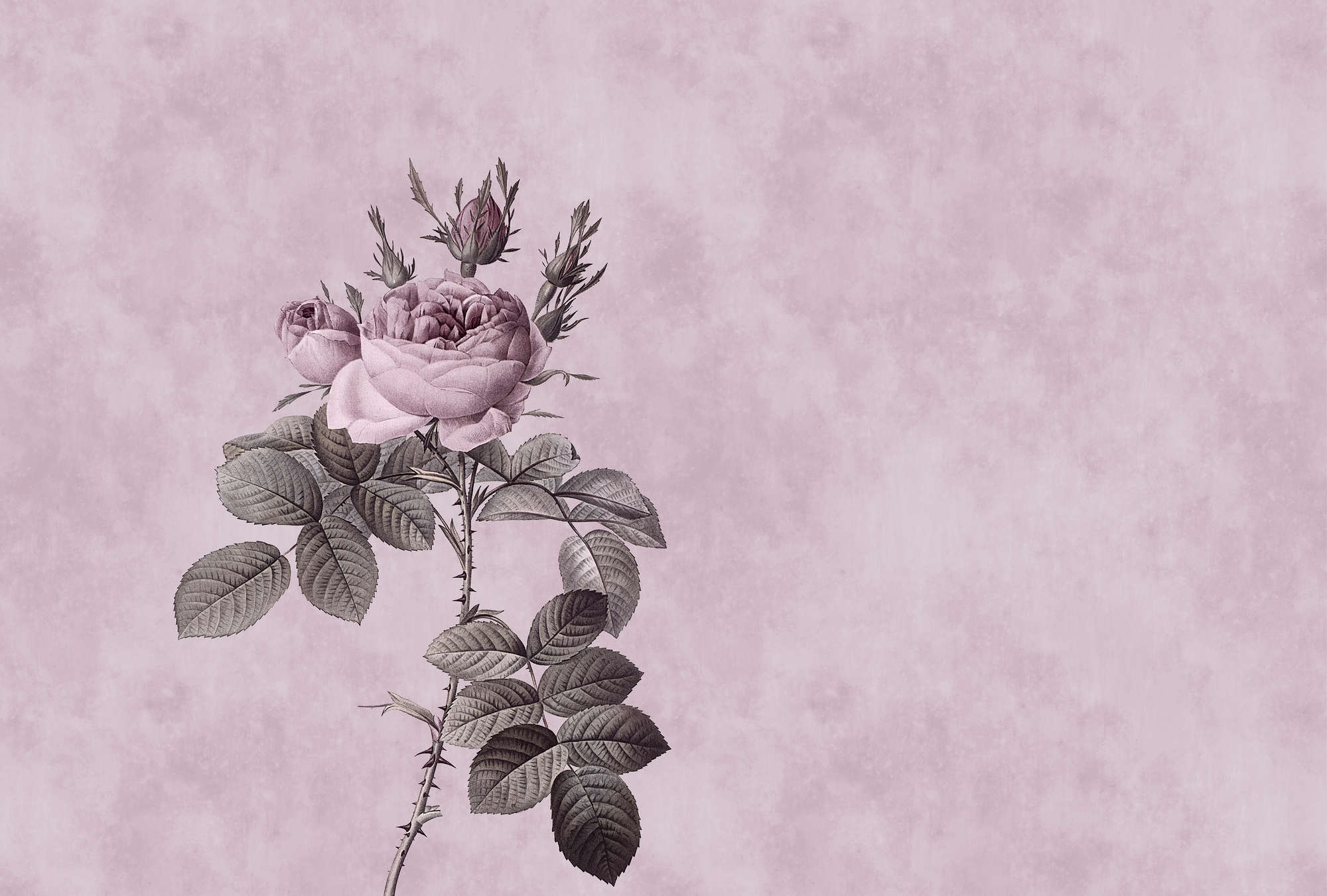 Blume, Pflanze, Rose, Kunst, Zeichnen