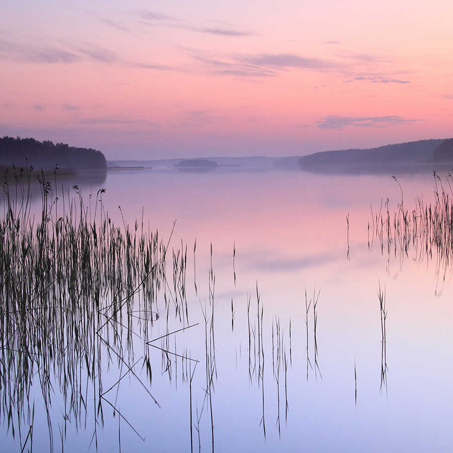 gewässer, flachsee, Seesicht, Sonnenuntergang, Schilf